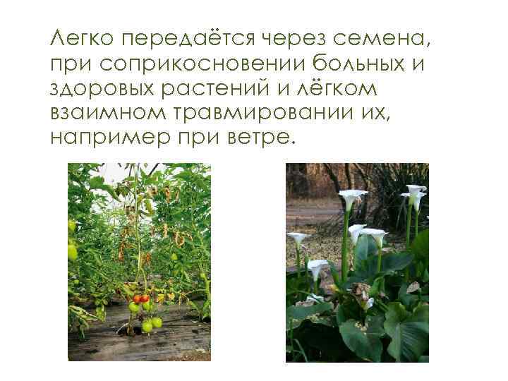 Легко передаётся через семена, при соприкосновении больных и здоровых растений и лёгком взаимном травмировании