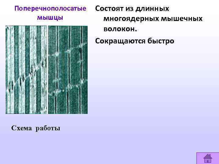 Поперечнополосатые мышцы Схема работы Состоят из длинных многоядерных мышечных волокон. Сокращаются быстро 