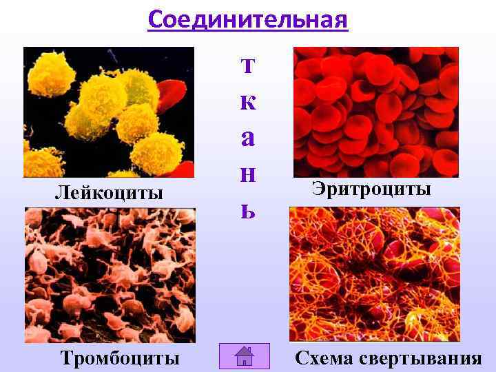 Соединительная Лейкоциты Тромбоциты т к а н ь Эритроциты Схема свертывания 