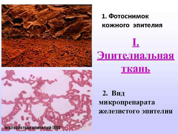 1. Фотоснимок кожного эпителия I. Эпителиальная ткань 2. Вид микропрепарата железистого эпителия 