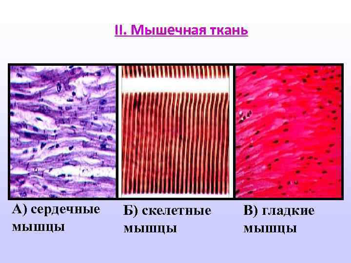 II. Мышечная ткань А) сердечные мышцы Б) скелетные мышцы В) гладкие мышцы 
