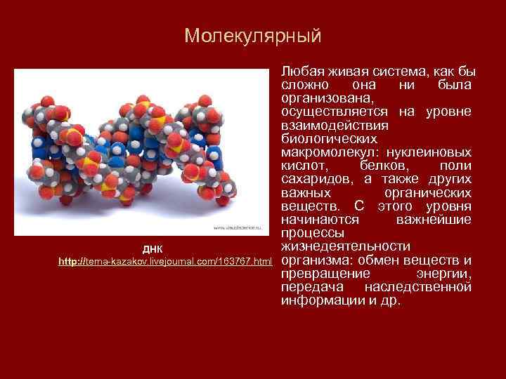 Молекулярный ДНК http: //tema-kazakov. livejournal. com/163767. html Любая живая система, как бы сложно она