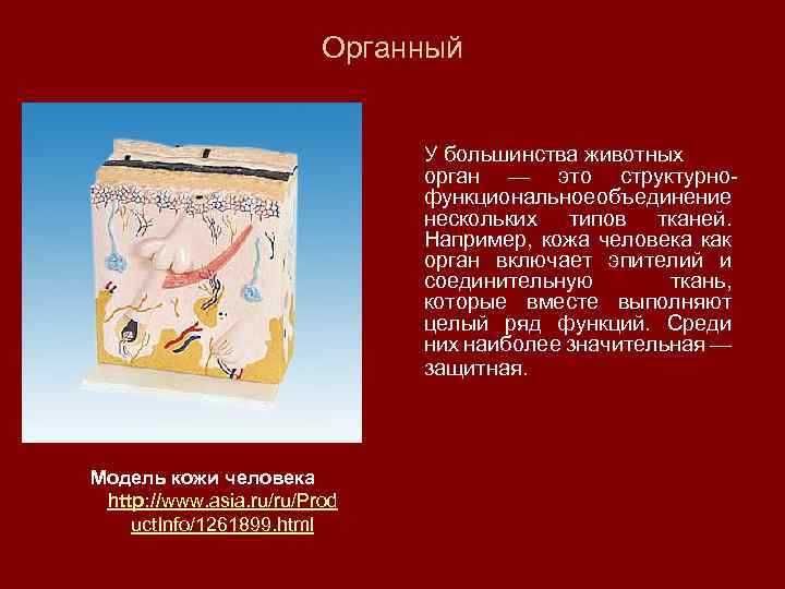 Органный У большинства животных орган — это структурнофункциональное объединение нескольких типов тканей. Например, кожа