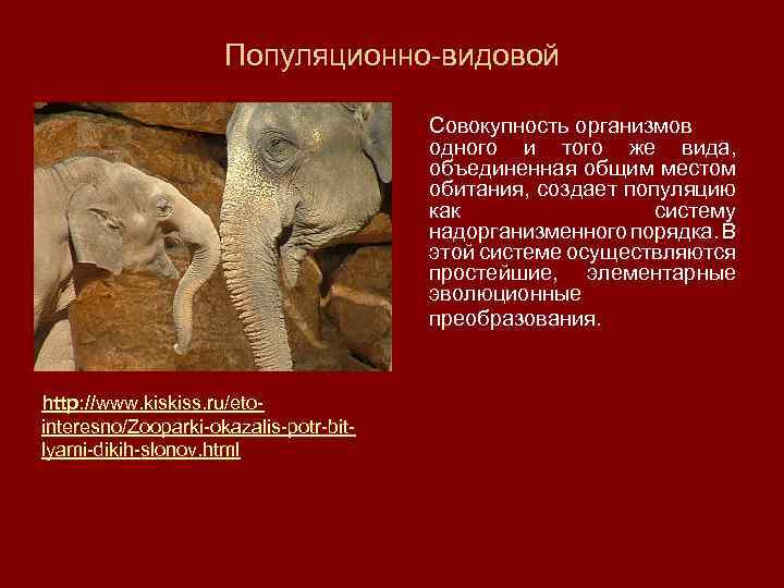 Популяционно-видовой Совокупность организмов одного и того же вида, объединенная общим местом обитания, создает популяцию