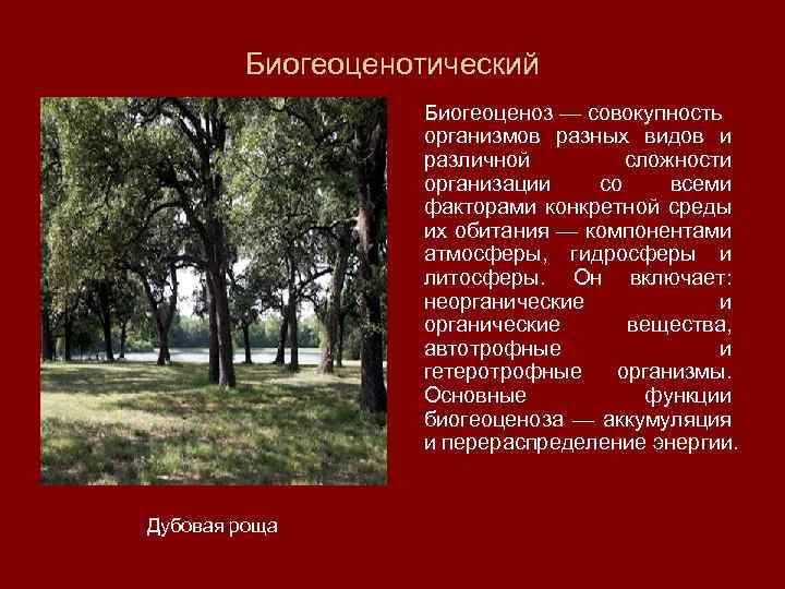 Биогеоценотический Биогеоценоз — совокупность организмов разных видов и различной сложности организации со всеми факторами