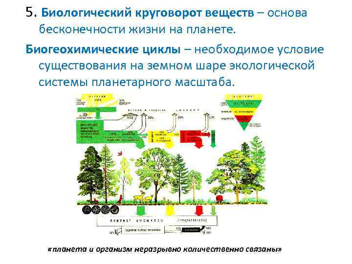 Биологический круговорот почва 6 класс презентация