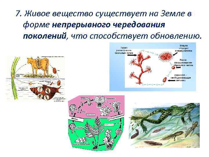 7. Живое вещество существует на Земле в форме непрерывного чередования поколений, что способствует обновлению.