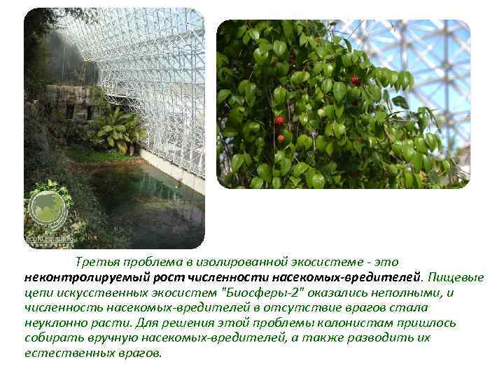 Третья проблема в изолированной экосистеме - это неконтролируемый рост численности насекомых-вредителей. Пищевые цепи искусственных