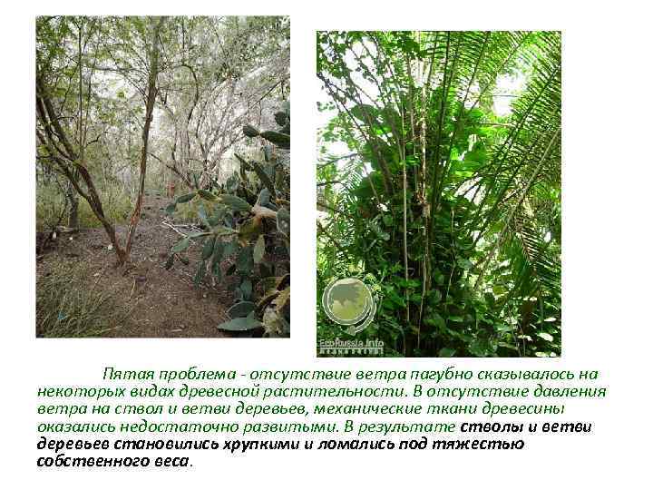 Пятая проблема - отсутствие ветра пагубно сказывалось на некоторых видах древесной растительности. В отсутствие