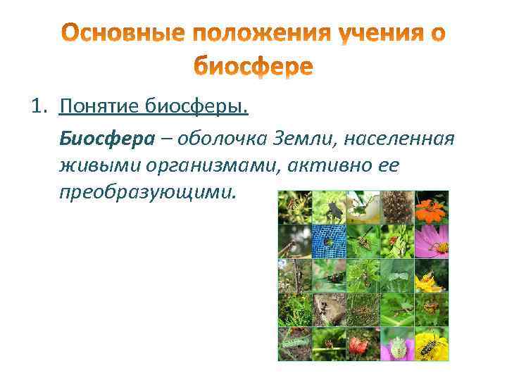 1. Понятие биосферы. Биосфера – оболочка Земли, населенная живыми организмами, активно ее преобразующими. 