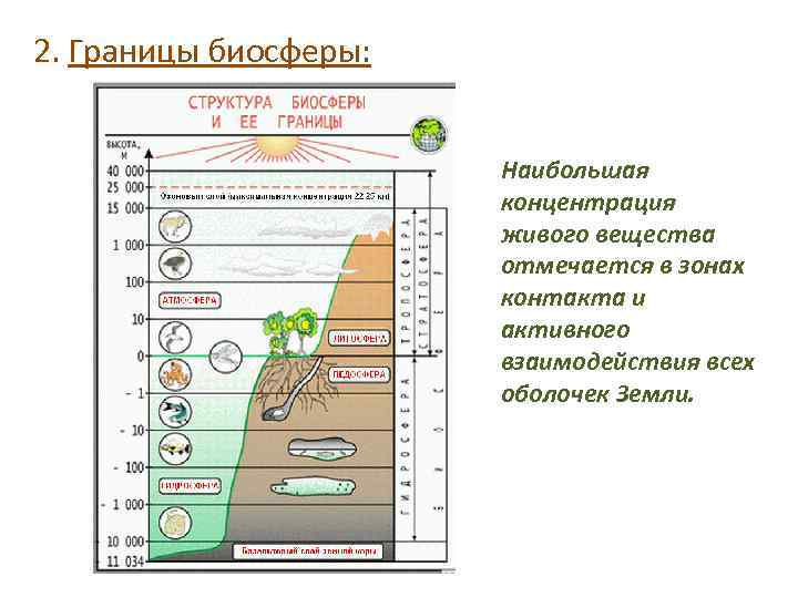 2. Границы биосферы: Наибольшая концентрация живого вещества отмечается в зонах контакта и активного взаимодействия