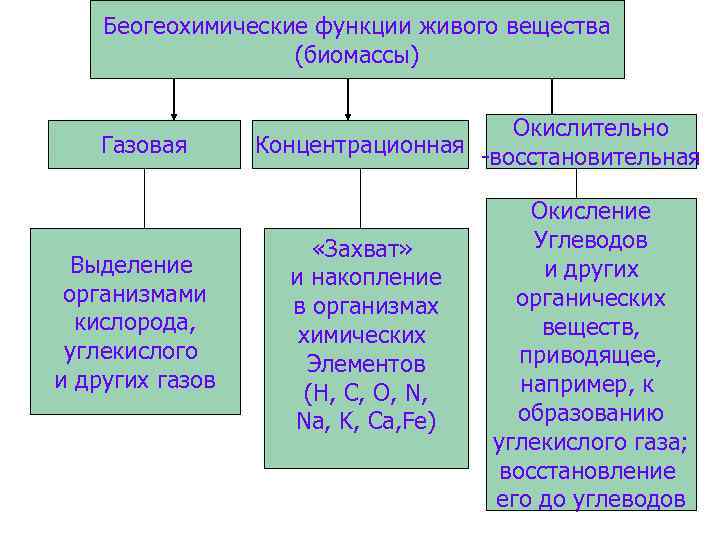 Беогеохимические функции живого вещества (биомассы) Газовая Выделение организмами кислорода, углекислого и других газов Окислительно