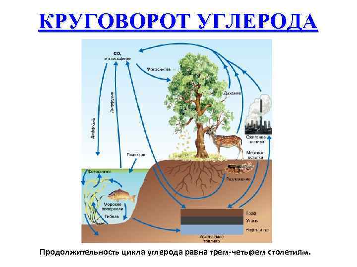 КРУГОВОРОТ УГЛЕРОДА Продолжительность цикла углерода равна трем-четырем столетиям. 