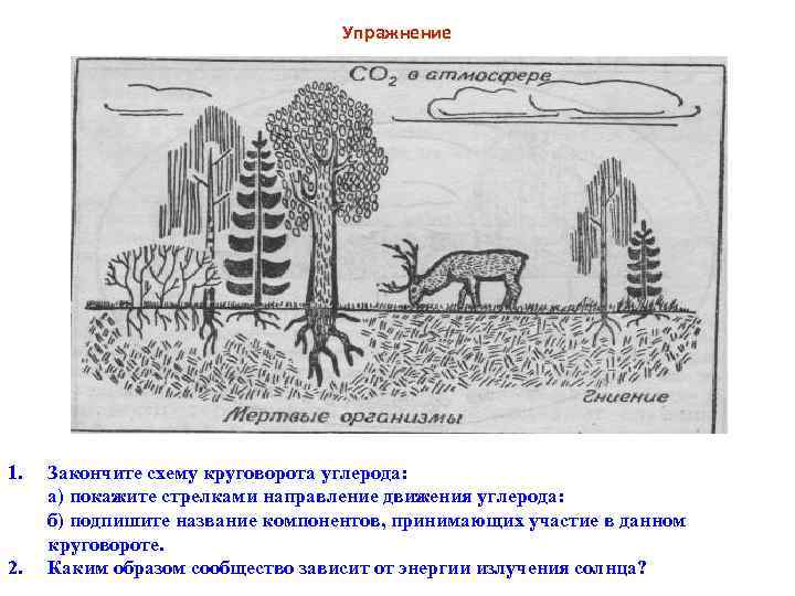  Упражнение 1. Закончите схему круговорота углерода: а) покажите стрелками направление движения углерода: б)