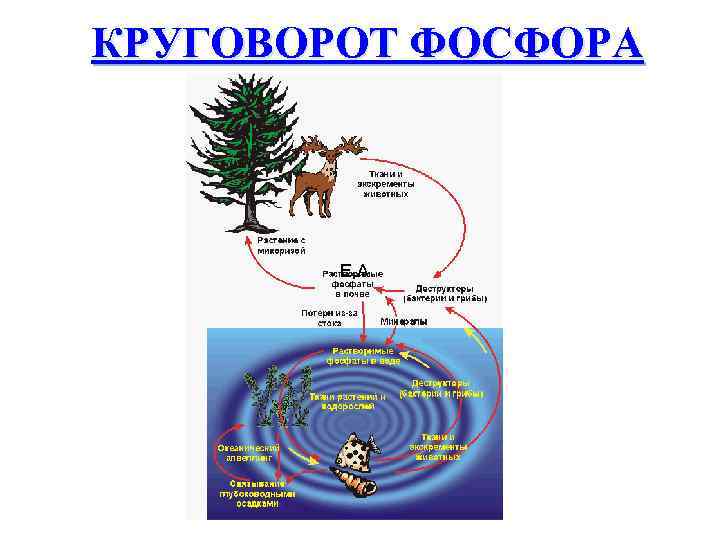 Схемы круговорота фосфора