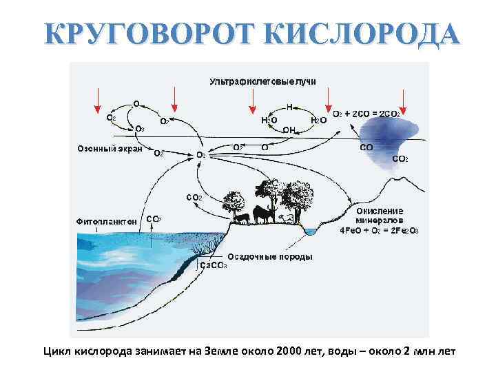 КРУГОВОРОТ КИСЛОРОДА Цикл кислорода занимает на Земле около 2000 лет, воды – около 2