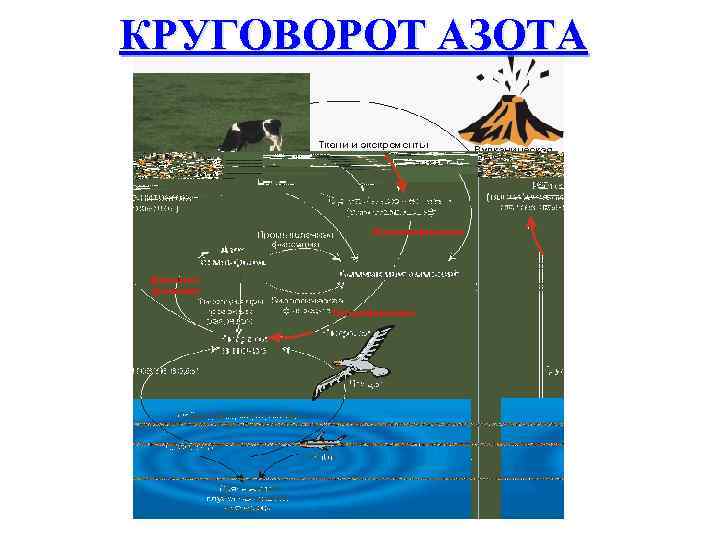 КРУГОВОРОТ АЗОТА 