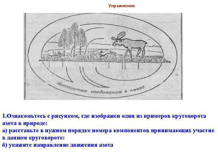  Упражнение 1. Ознакомьтесь с рисунком, где изображен один из примеров круговорота азота в