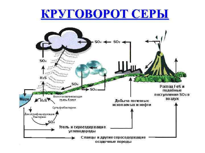 С Какими Круговоротами Вы Познакомились