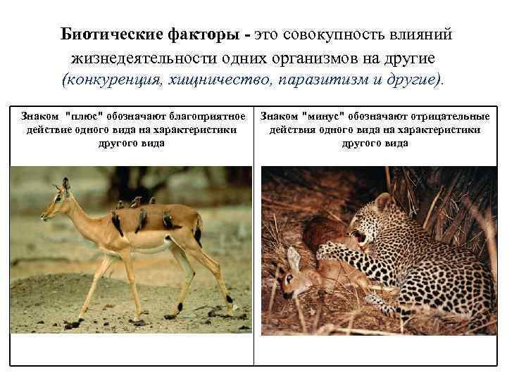 Биотические факторы - это совокупность влияний жизнедеятельности одних организмов на другие (конкуренция, хищничество, паразитизм