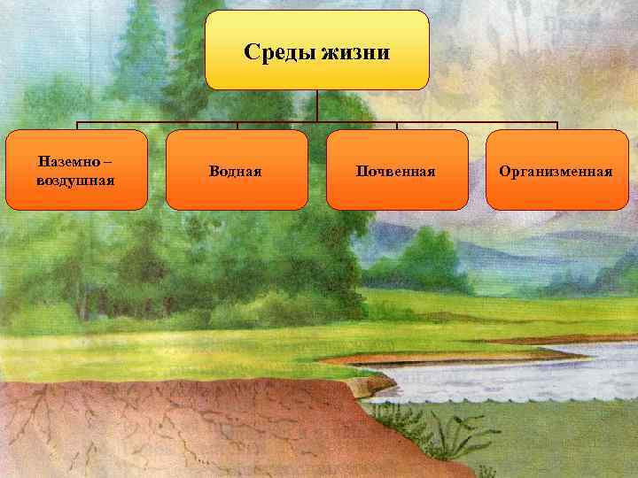 Среды жизни Наземно – воздушная Водная Почвенная Организменная 