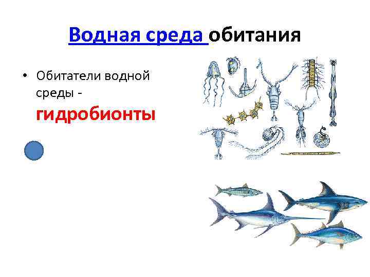 Водная среда обитания • Обитатели водной среды - гидробионты 
