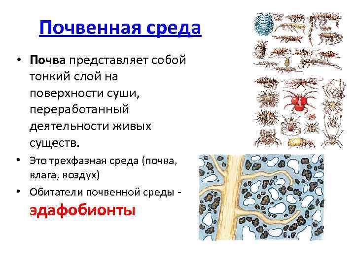 Почвенная среда • Почва представляет собой тонкий слой на поверхности суши, переработанный деятельности живых