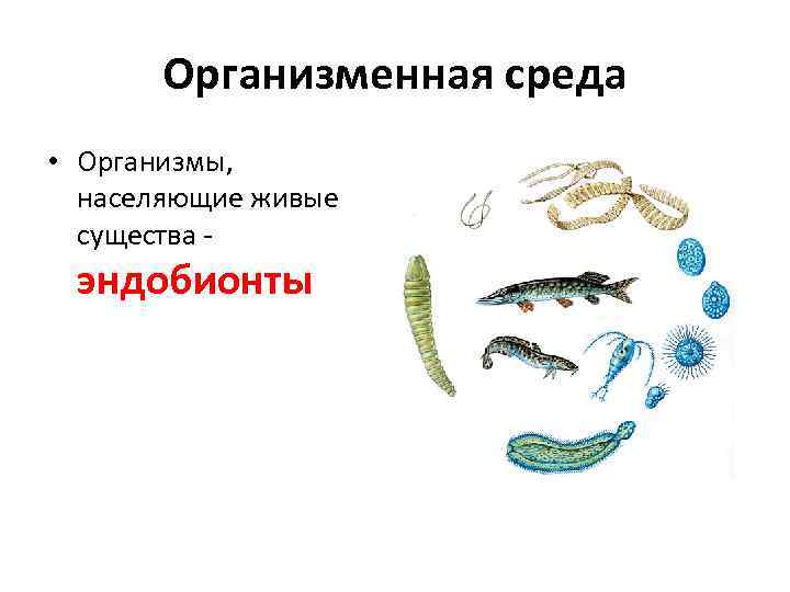 Организменная среда • Организмы, населяющие живые существа - эндобионты 