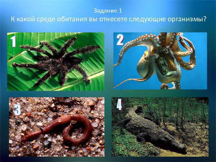 Задание 1 К какой среде обитания вы отнесете следующие организмы? 