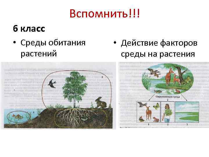 Схема экологические факторы среды