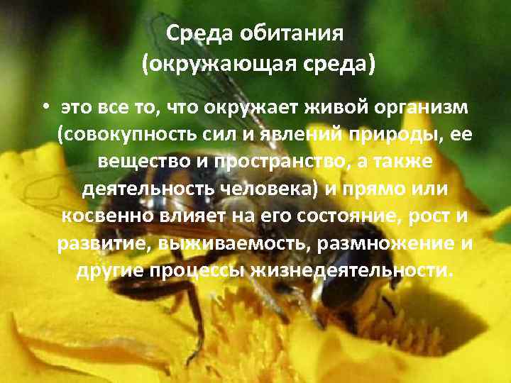 Среда обитания (окружающая среда) • это все то, что окружает живой организм (совокупность сил