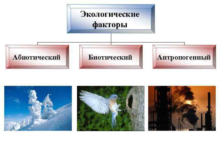 Экологические факторы Абиотический Биотический Антропогенный 