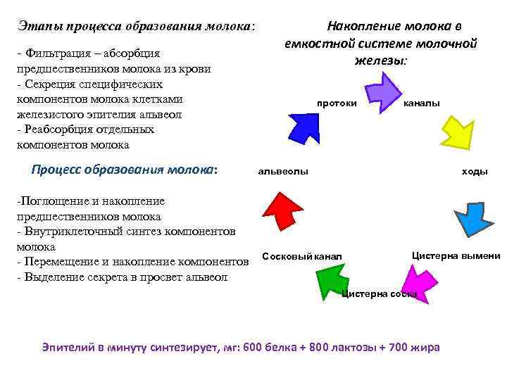 Этапы процесса образования молока: - Фильтрация – абсорбция предшественников молока из крови - Секреция