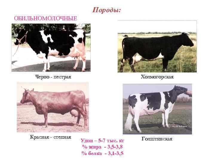 Породы: ОБИЛЬНОМОЛОЧНЫЕ Черно - пестрая Красная - степная Холмогорская Удои – 5 -7 тыс.