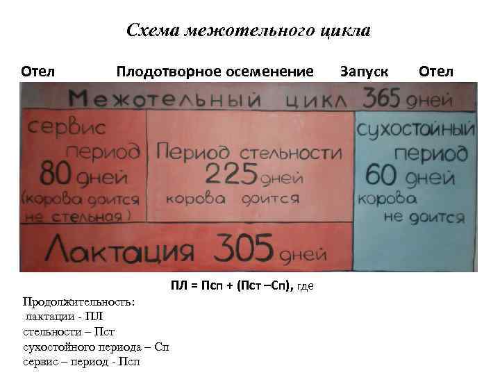 Схема межотельного цикла Отел Плодотворное осеменение ПЛ = Псп + (Пст –Сп), где Продолжительность: