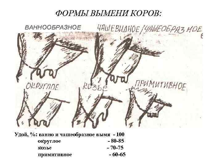 ФОРМЫ ВЫМЕНИ КОРОВ: ВАННООБРАЗНОЕ Удой, %: ванно и чашеобразное вымя - 100 округлое -