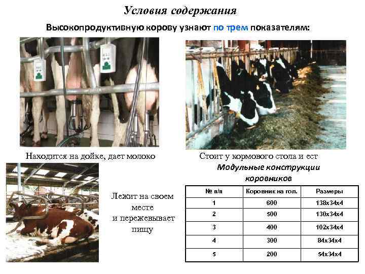 Условия содержания Высокопродуктивную корову узнают по трем показателям: Находится на дойке, дает молоко Лежит