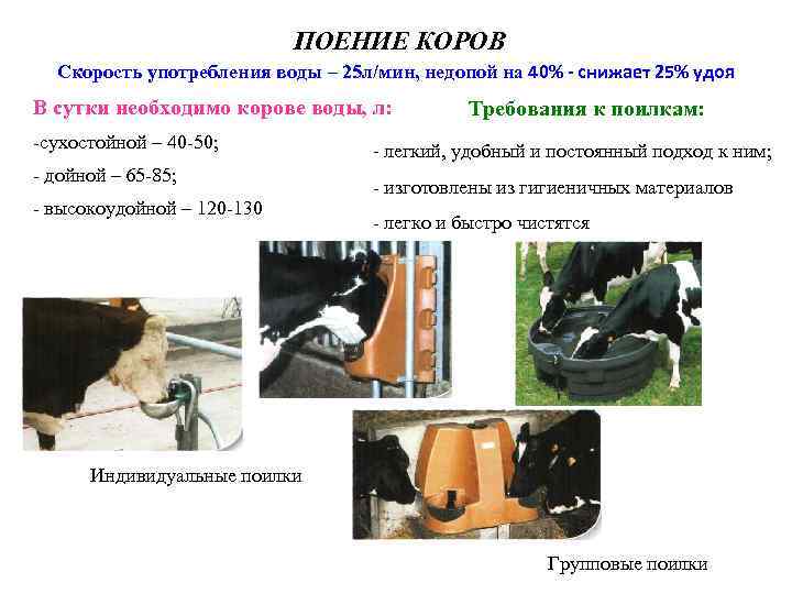 ПОЕНИЕ КОРОВ Скорость употребления воды – 25 л/мин, недопой на 40% - снижает 25%