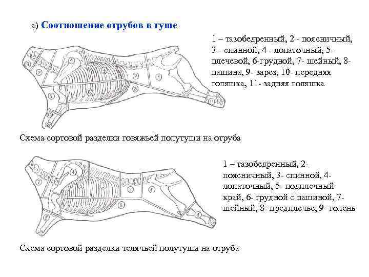 а) Соотношение отрубов в туше 1 – тазобедренный, 2 - поясничный, 3 - спинной,