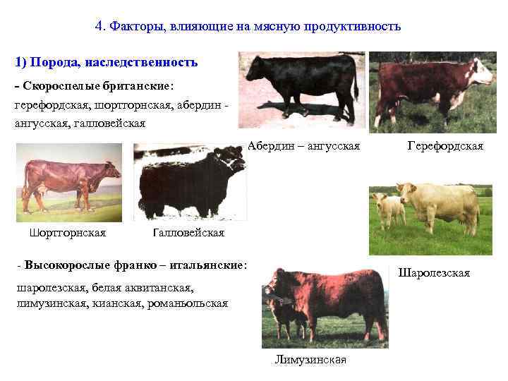 4. Факторы, влияющие на мясную продуктивность 1) Порода, наследственность - Скороспелые британские: герефордская, шортгорнская,