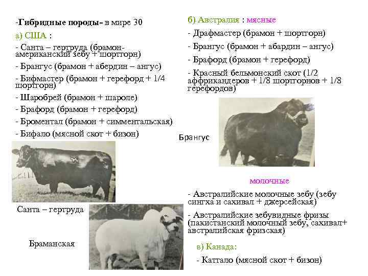 б) Австралия : мясные -Гибридные породы- в мире 30 - Драфмастер (брамон + шортгорн)