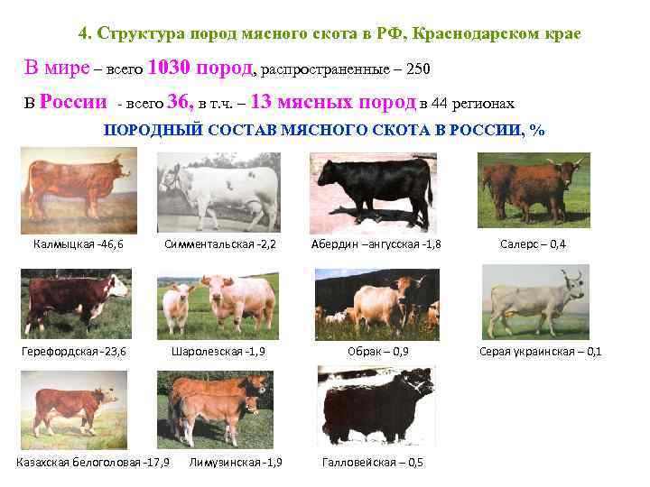 4. Структура пород мясного скота в РФ, Краснодарском крае В мире – всего 1030