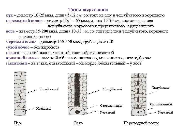 Типы шерстинок: пух – диаметр 10 -25 мкм, длина 5 -12 см, состоит из