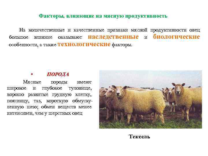 Факторы, влияющие на мясную продуктивность На количественные и качественные признаки мясной продуктивности овец большое