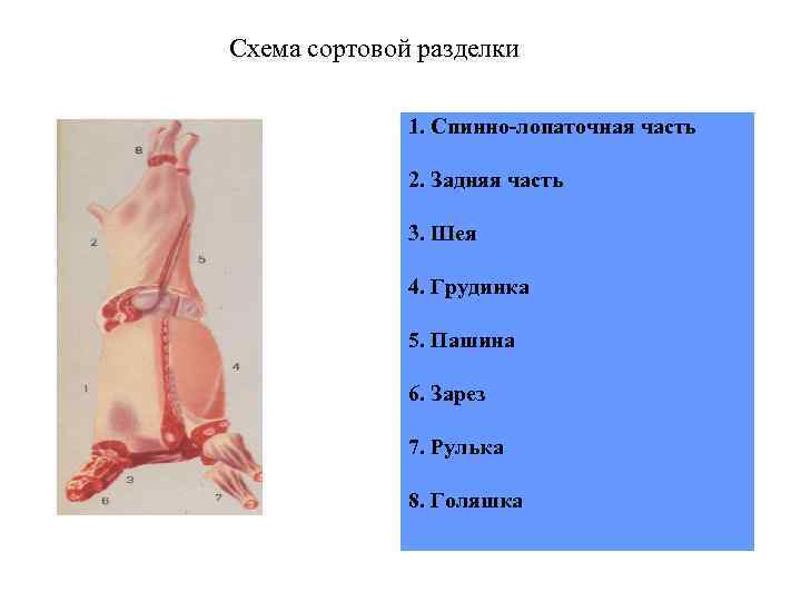 Схема сортовой разделки 1. Спинно-лопаточная часть 2. Задняя часть 3. Шея 4. Грудинка 5.