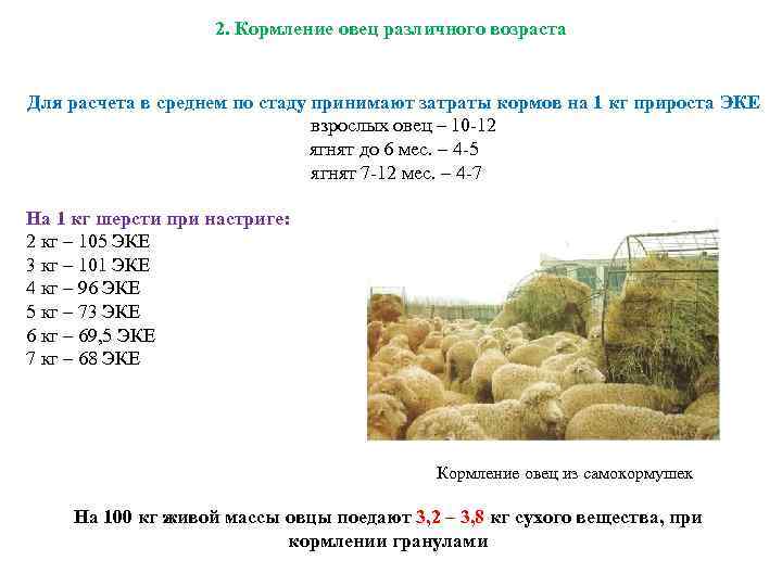 2. Кормление овец различного возраста Для расчета в среднем по стаду принимают затраты кормов