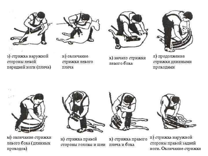 з) стрижка наружной стороны левой передней ноги (плеча) м) окончание стрижки левого бока (длинных