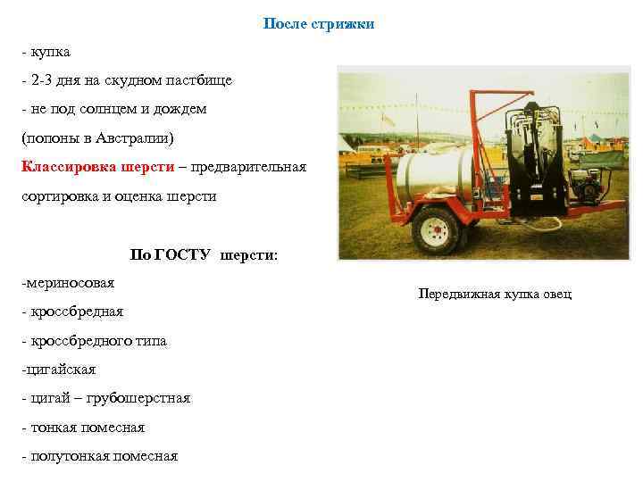 После стрижки - купка - 2 -3 дня на скудном пастбище - не под