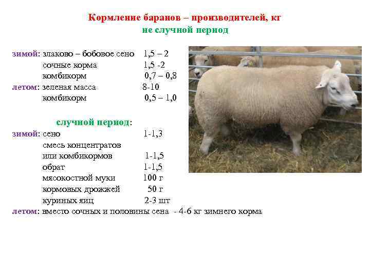 Кормление баранов – производителей, кг не случной период зимой: злаково – бобовое сено 1,