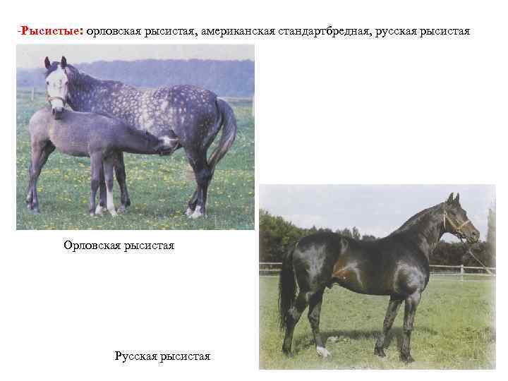-Рысистые: орловская рысистая, американская стандартбредная, русская рысистая Орловская рысистая Русская рысистая 